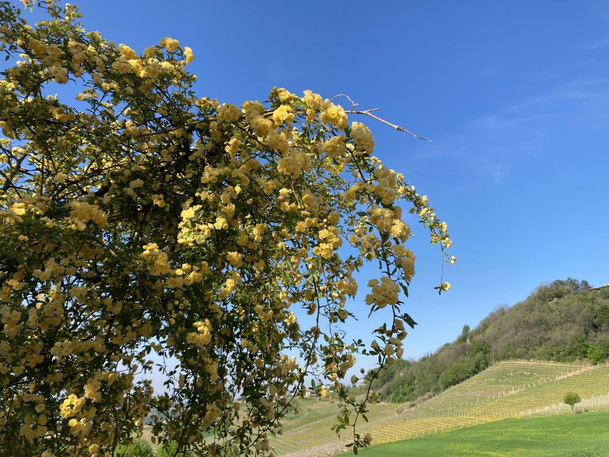 Greeneria Гуарене Экстерьер фото